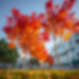 Vibrant autumn foliage in Jumeirah Village Circle