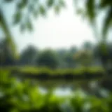 A serene lake surrounded by lush greenery in a Dubai park