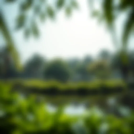 A serene lake surrounded by lush greenery in a Dubai park