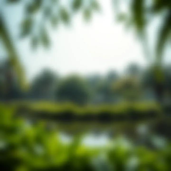 A serene lake surrounded by lush greenery in a Dubai park