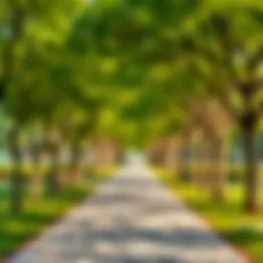 A walking path shaded by trees in a tranquil Dubai park