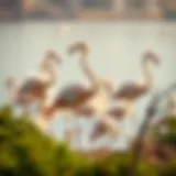 Majestic Flamingos in Their Natural Habitat Flamingos at Ras Al Khor