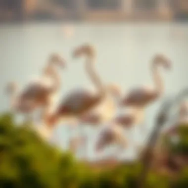 Majestic Flamingos in Their Natural Habitat Flamingos at Ras Al Khor