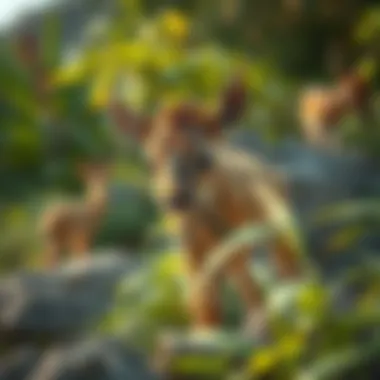 Diverse Wildlife Flourishing in the Sanctuary Wildlife diversity at Ras Al Khor